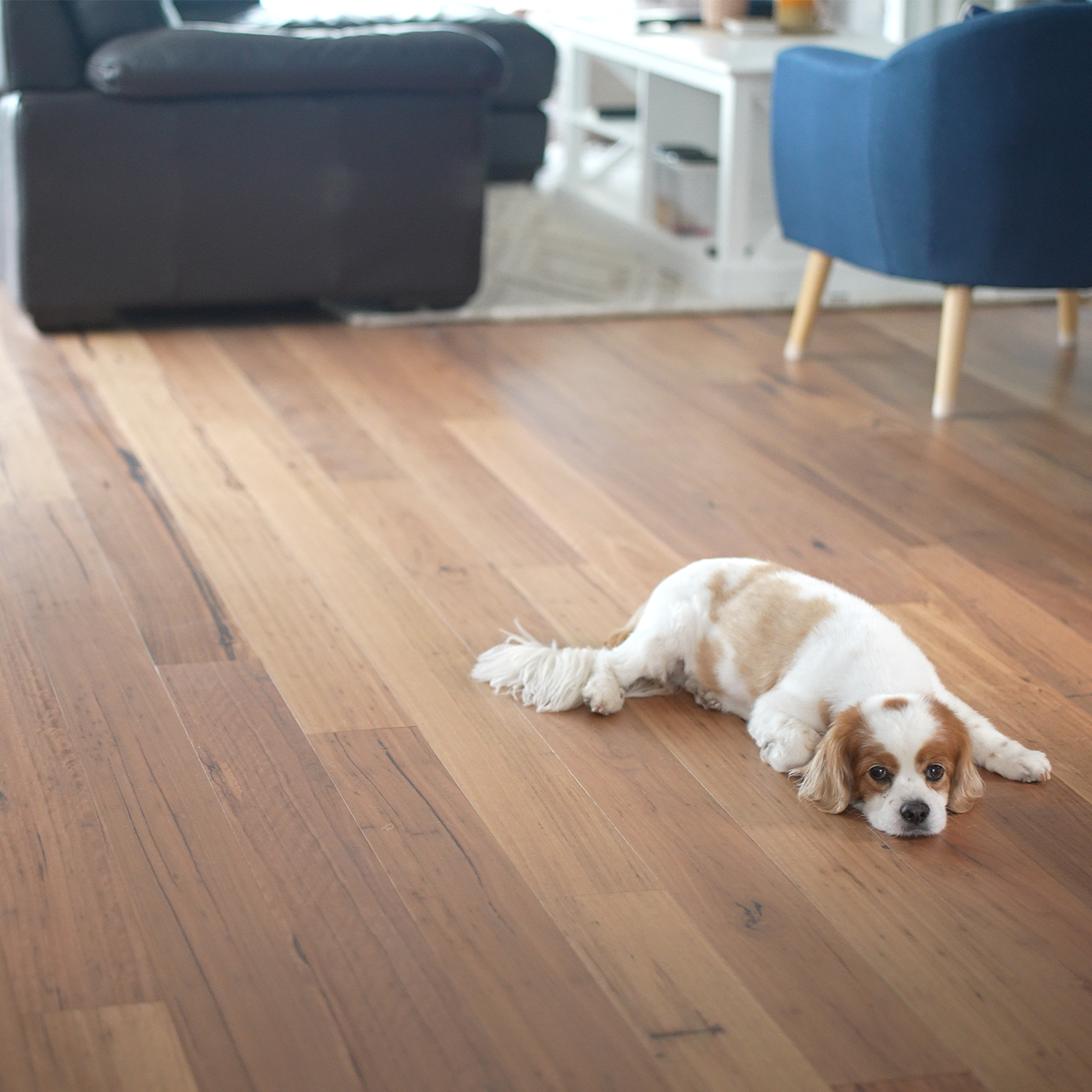 Rustic Blackbutt Timber Flooring Smooth Matte