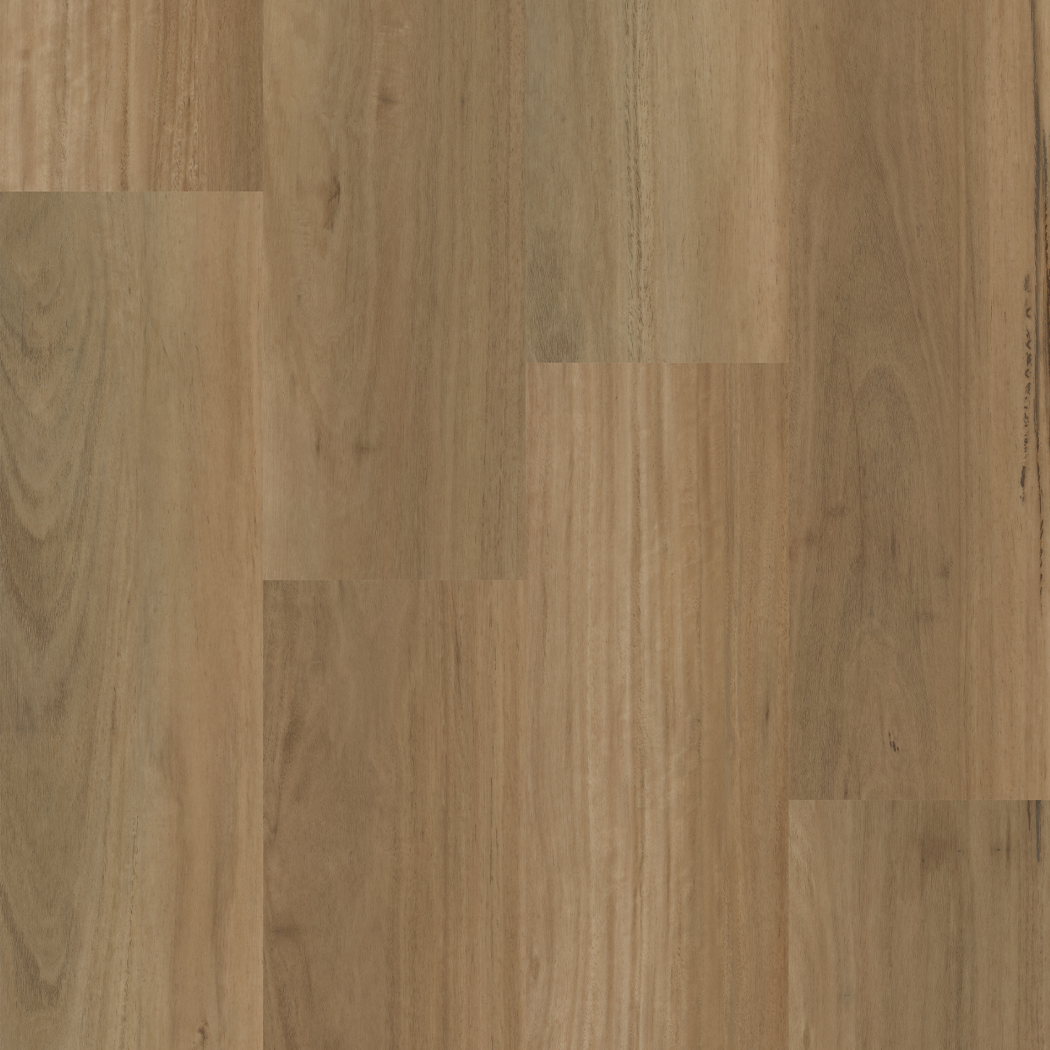 Alpine Blackbutt