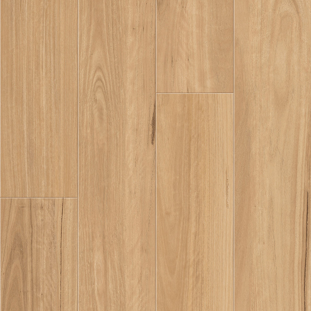 Southern Blackbutt
