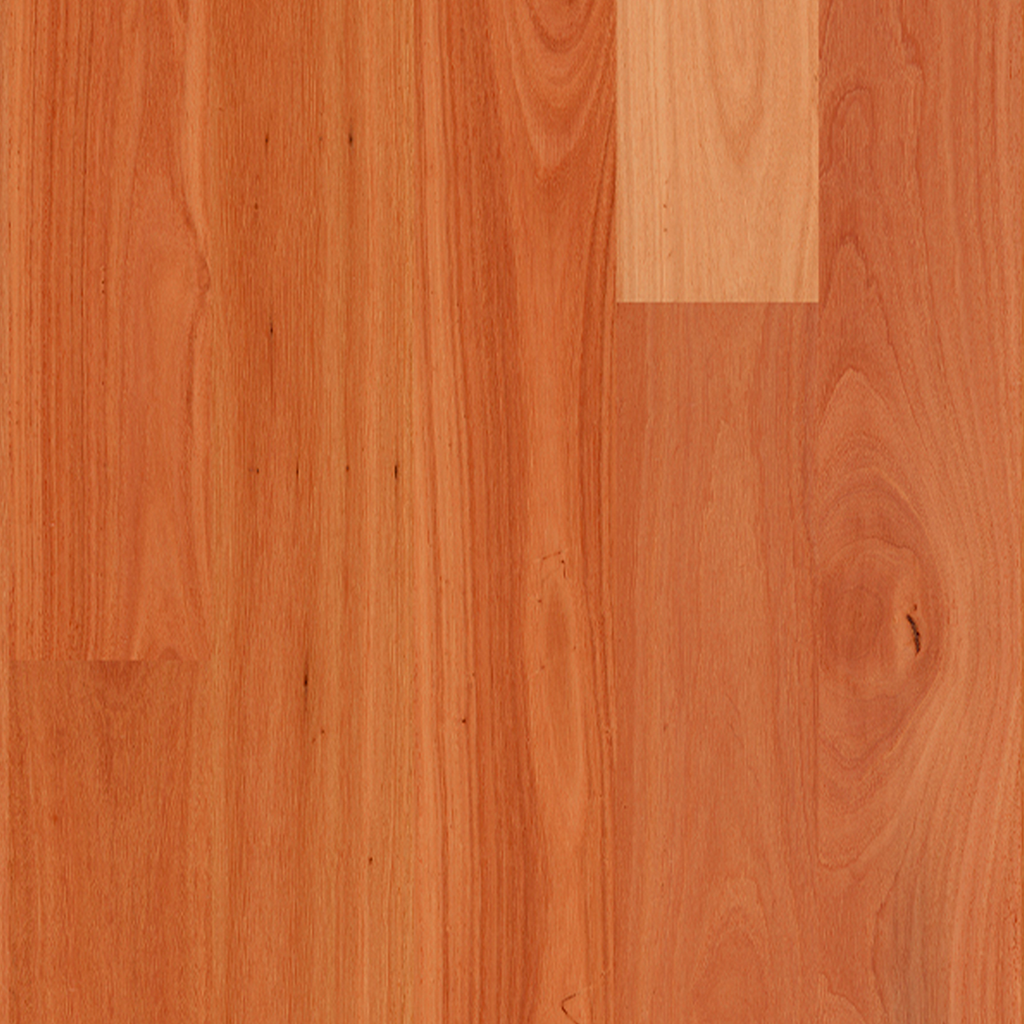Sydney Blue Gum
