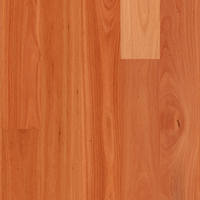 Sydney Blue Gum